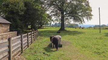 Àrea exterior de l'allotjament