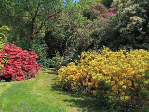 A garden with a variety of flowering shrubs and a clear pathway.
