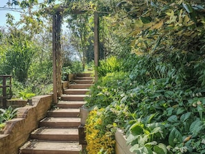Un escalier en bois, entouré d’une végétation luxuriante et de plantes.