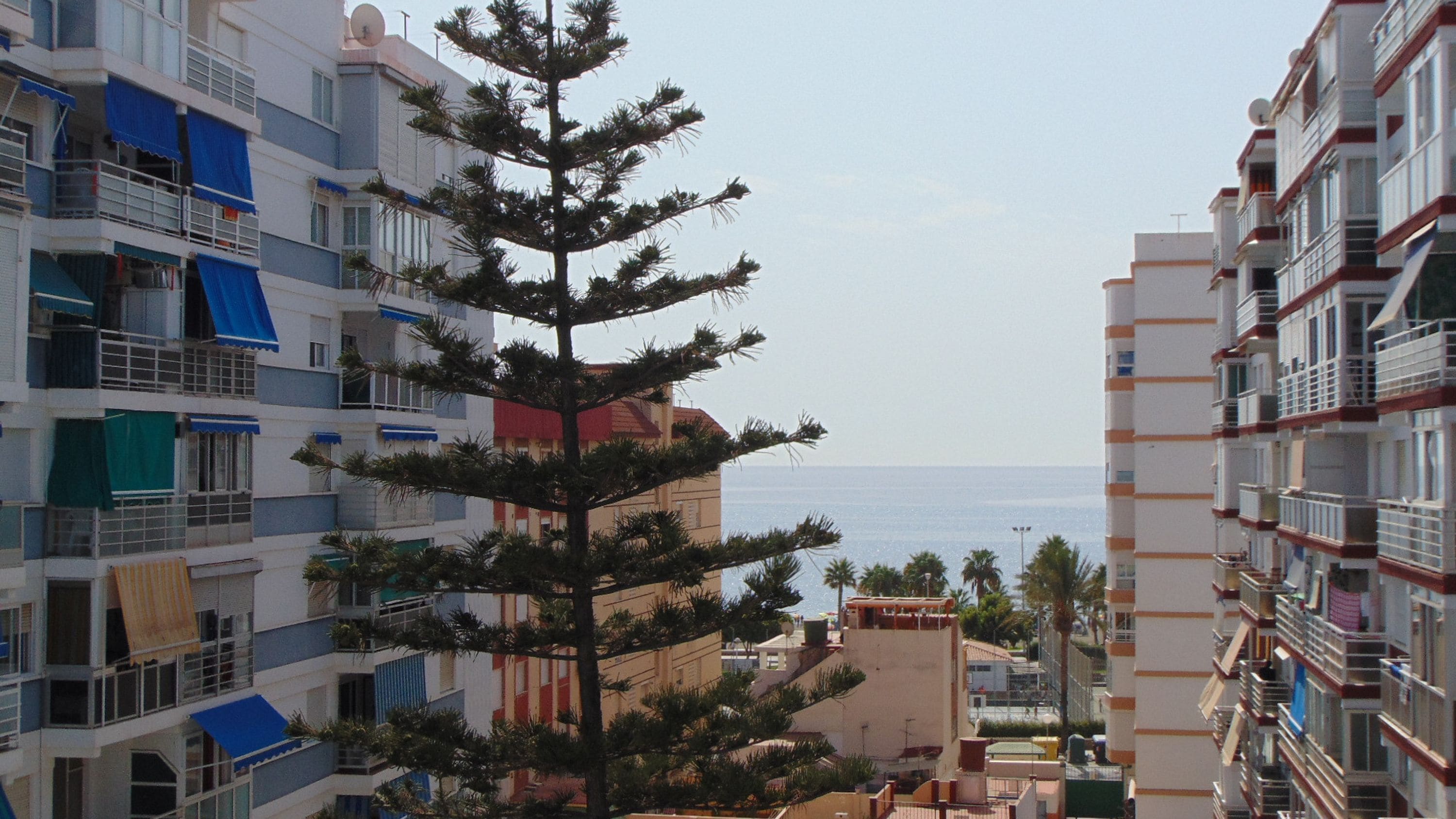 A coastal urban area with multi-story buildings, a prominent pine tree, and a view of the sea.