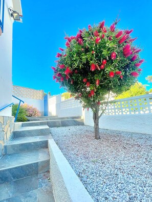 Un arbre aux fleurs rouges dans une cour intérieure, avec des marches menant à un bâtiment.
