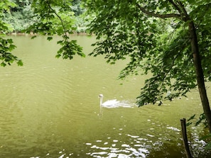 Un cisne nada en un cuerpo de agua rodeado de árboles.