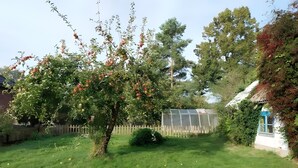 A backyard with a tree bearing fruit, a wooden fence, and a small house with a blue window.
