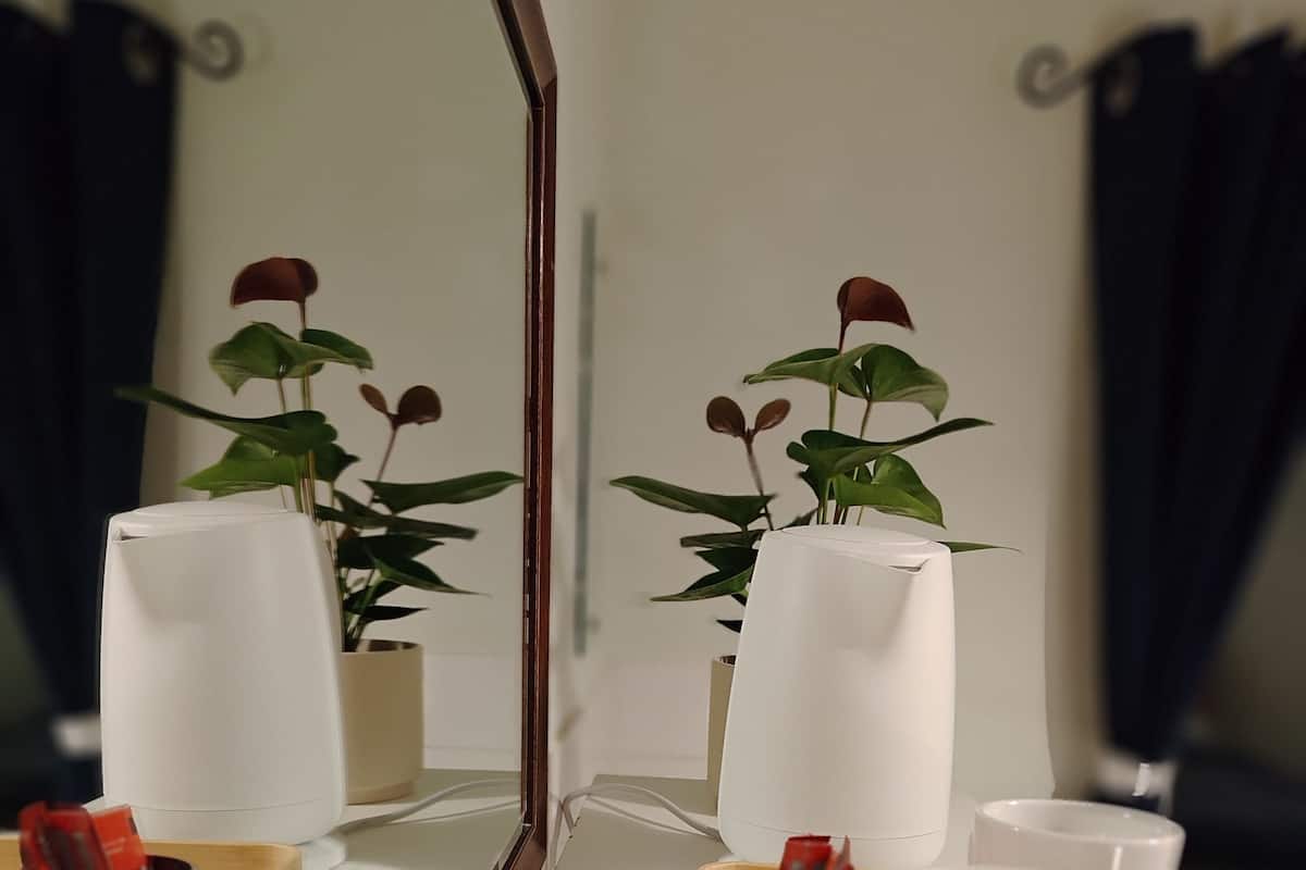A hotel bathroom with a mirror, two potted plants, a tray with cups and a toothbrush holder.
