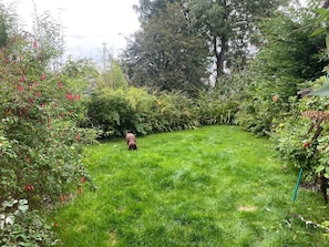 Un gos passeja per un jardí verd i exuberant, amb vegetació abundant i arbres al fons.