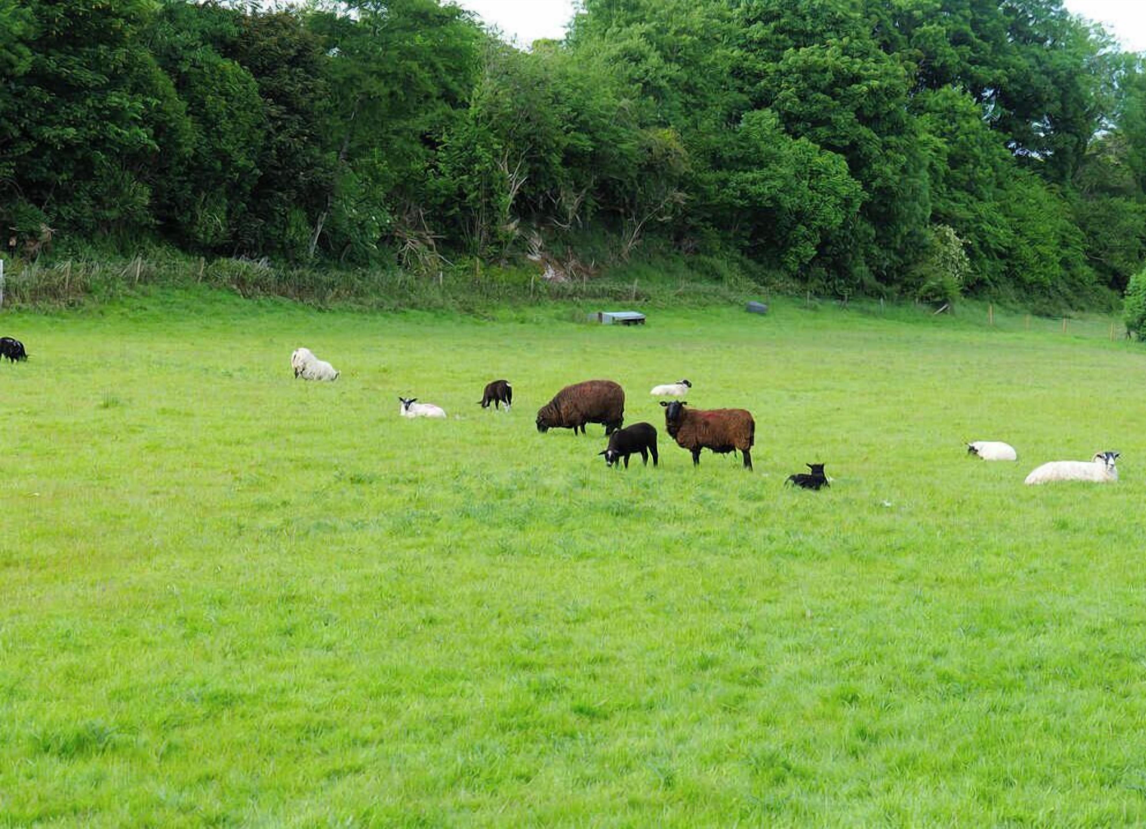 A grassy field with sheep grazing, surrounded by trees.