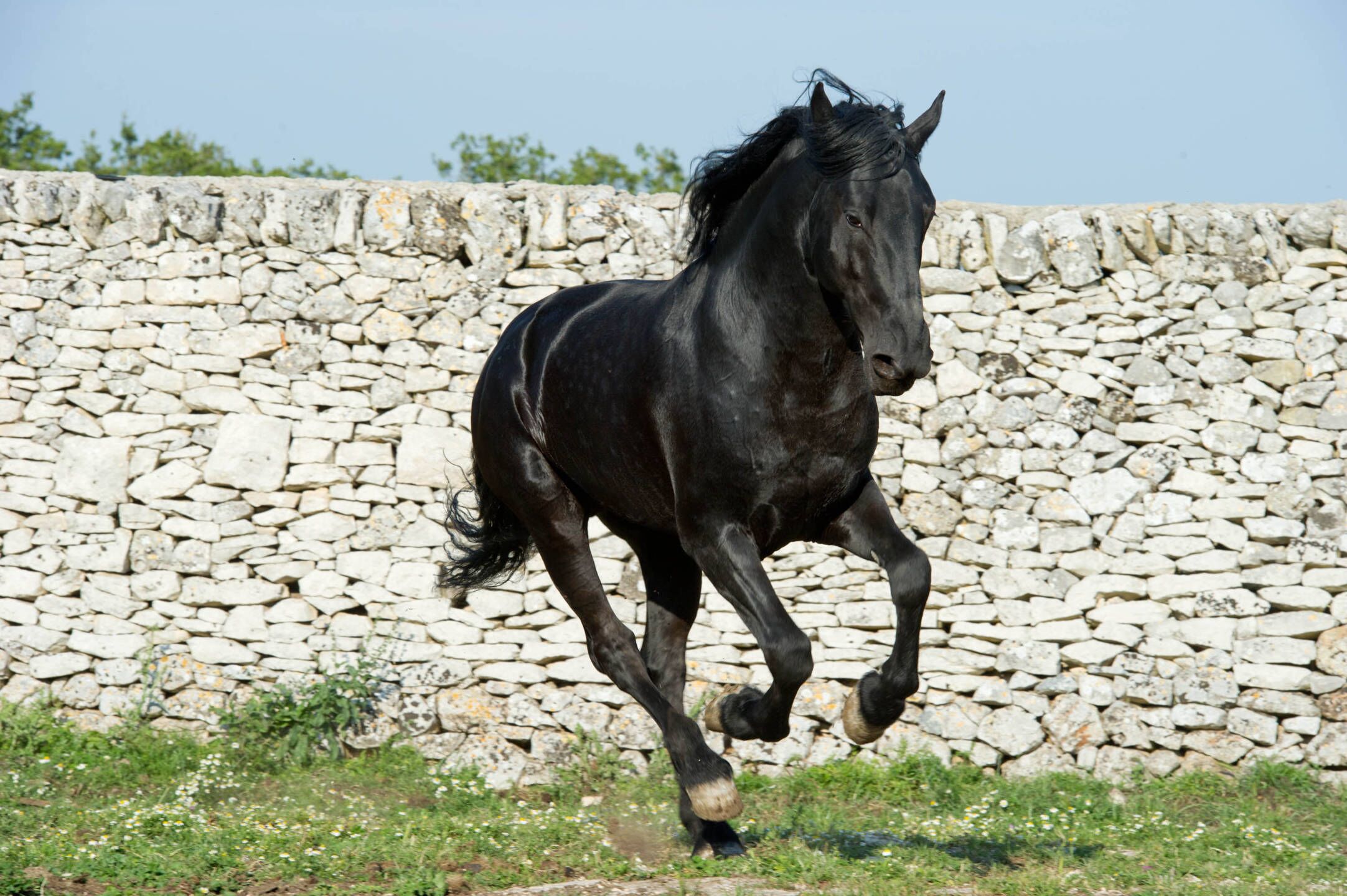 Un cheval noir galope devant un mur de pierre.