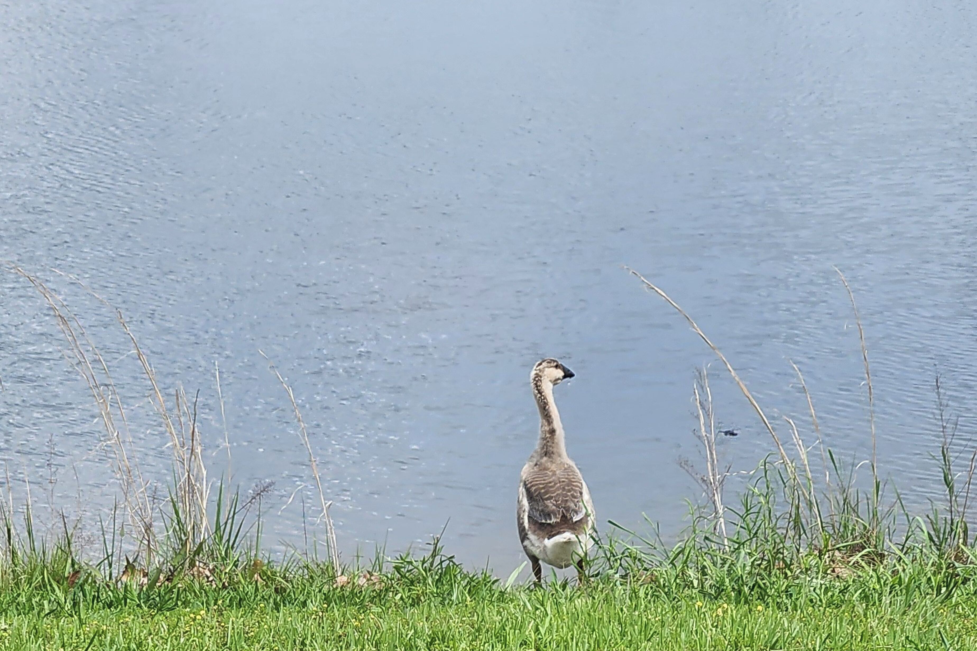 A duck standing by a calm lake with grass and reeds in the foreground.