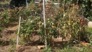 Un jardín con plantas en macetas, una cerca y un edificio con techo rojo al fondo.