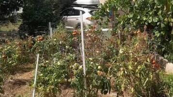 Økonomi-dobbeltrom, terrasse, hageutsikt | Overnattingsstedets uteområder