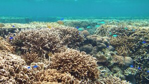 An underwater coral reef with various fish species. - Island Village Ishigaki-jima (Ishigaki)