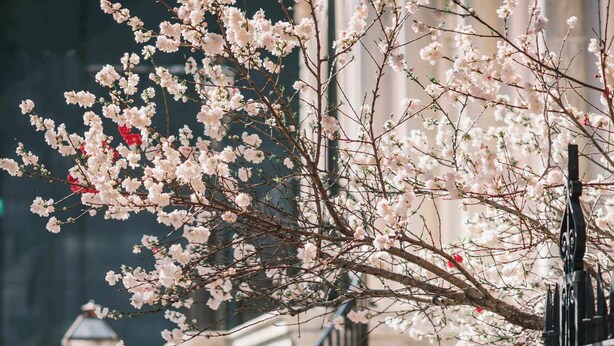 A staircase with black railings, a stone balustrade, and a tree with pink blossoms. - Charleston Charm: Cozy 1BR Apartment with Patio (Charleston)