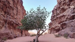Un cañón estrecho con un único árbol en el centro.