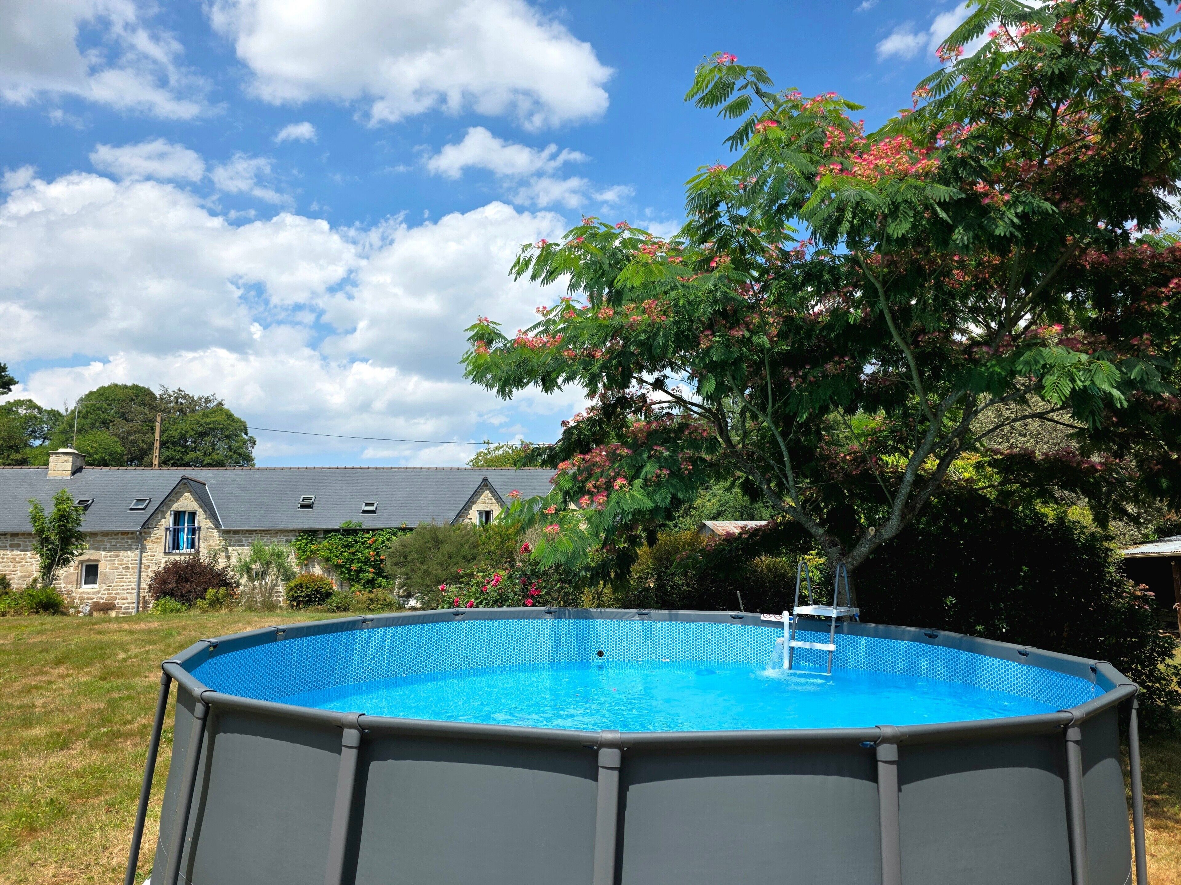 Ein Pool im Freien mit einer Leiter, umgeben von einer Rasenfläche und einem Baum mit rosa Blüten.