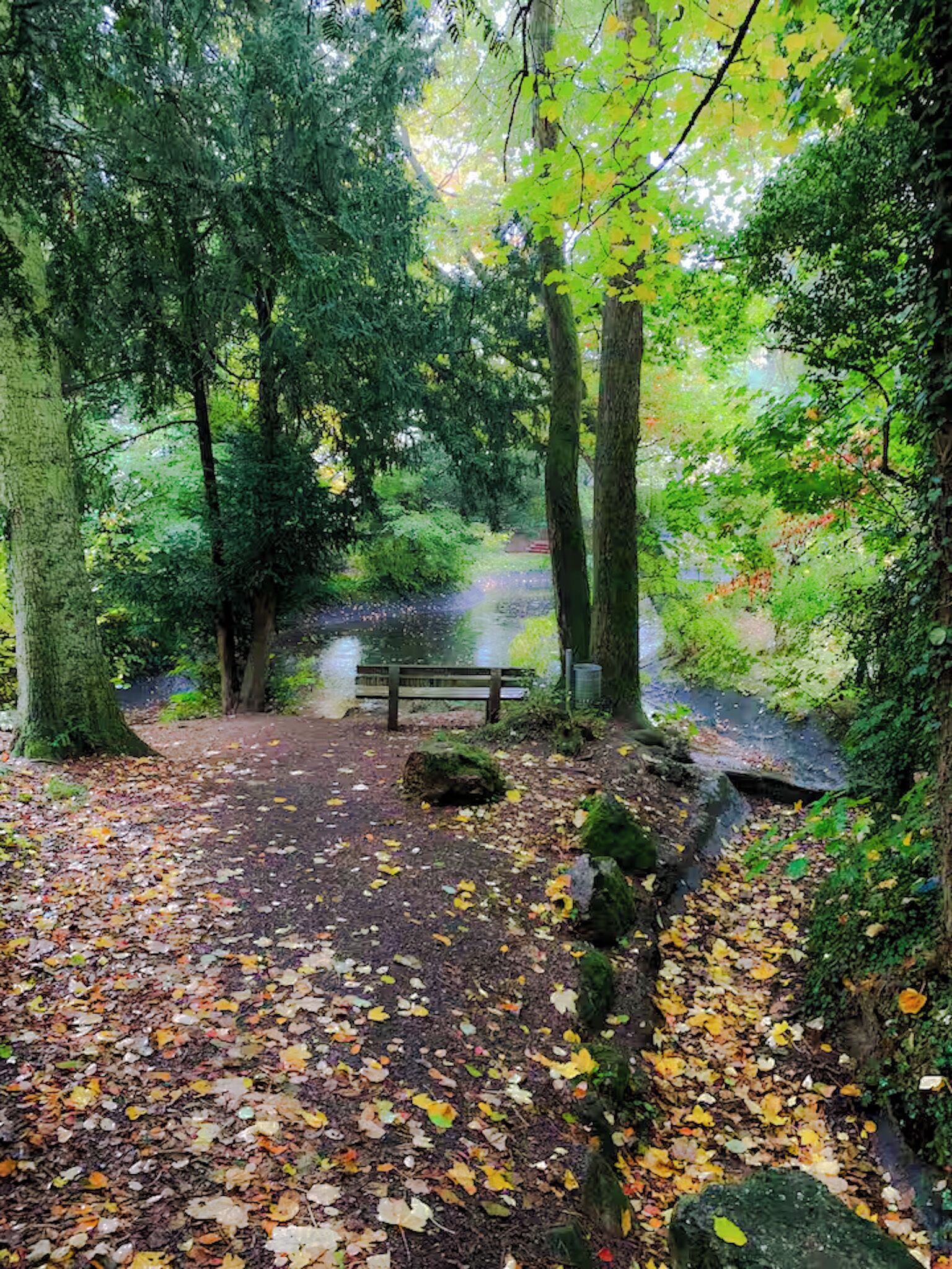 Zona boscosa amb un camí que condueix a una banca.