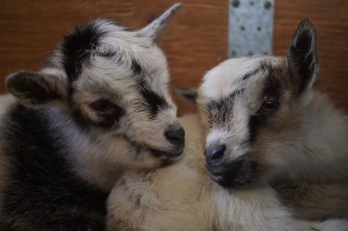 Two goats with distinct markings, resting against a wooden background.