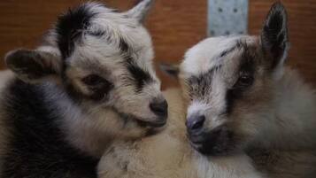 Two goats with distinct markings, resting against a wooden background.
