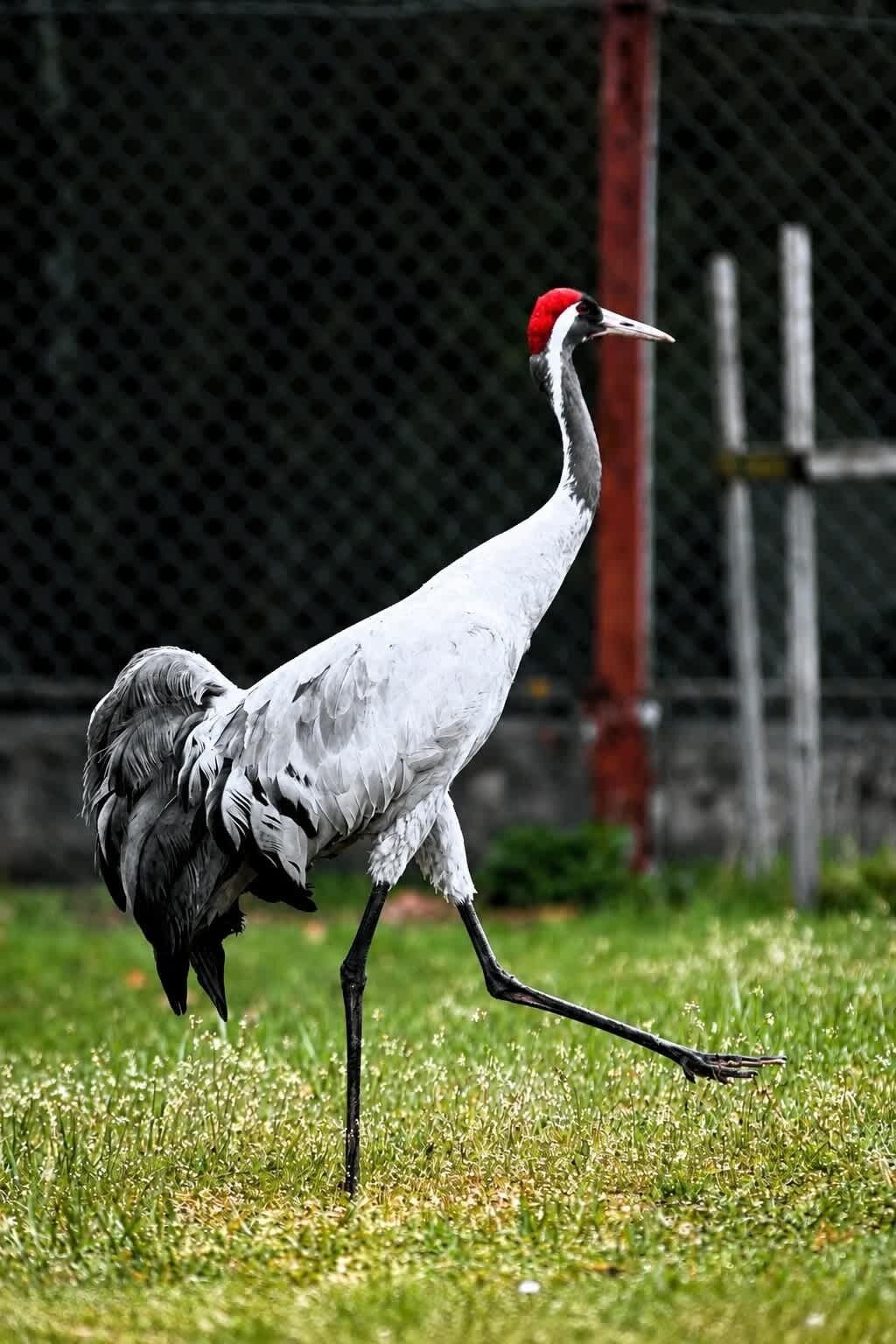 Una grúa de cabeza roja y cuerpo blanco caminando sobre césped.