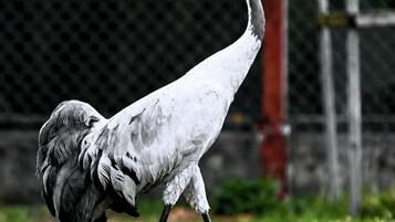 Una grúa de cabeza roja y cuerpo blanco caminando sobre césped.