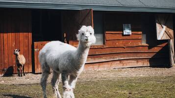 Enceinte de l’hébergement