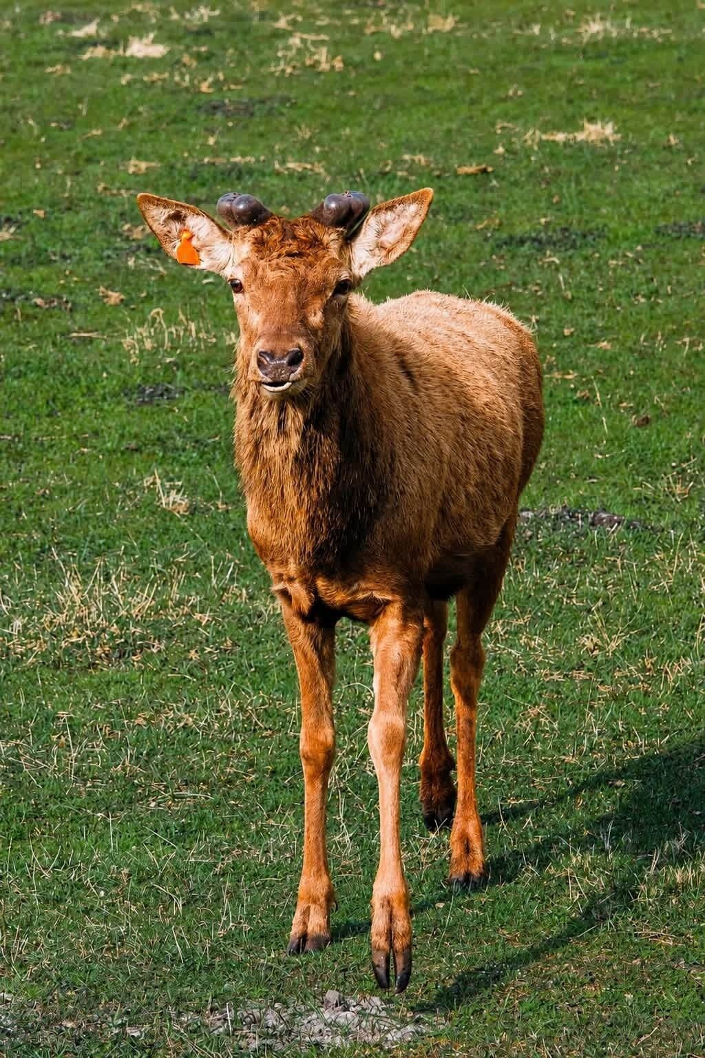 Un ternero joven parado en un campo de hierba.