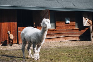 Property grounds - Glamp Boho - Ranczo Targowka (Miłaczewskie Młyny)