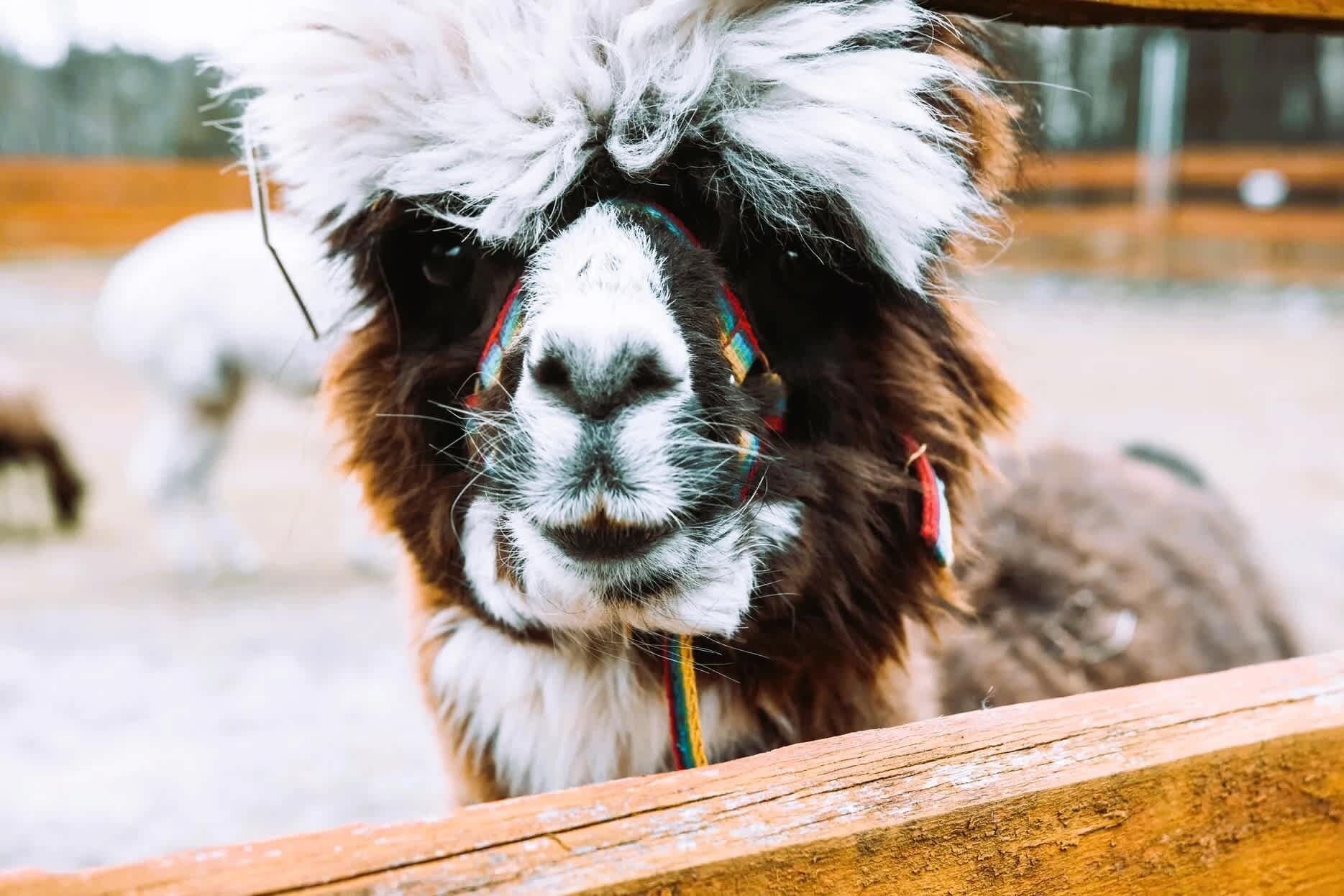 A llama with a white and brown coat, wearing a colorful collar, standing behind a wooden fence.