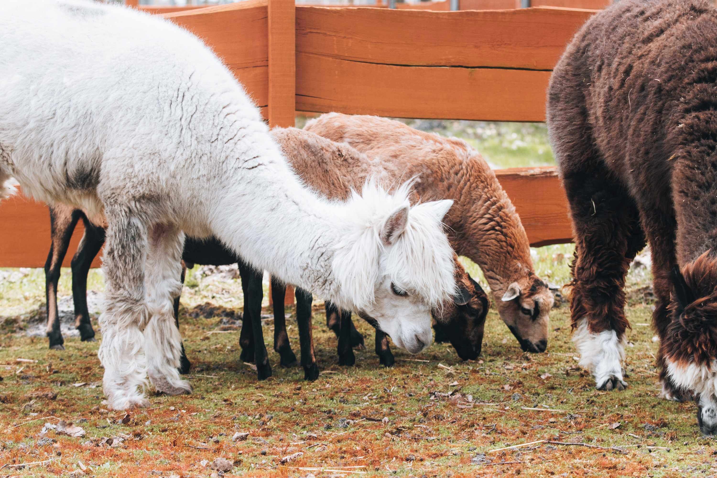 A group of goats grazing near a wooden fence.