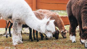 A group of goats grazing near a wooden fence.