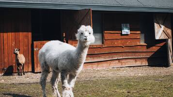 Áreas de la propiedad