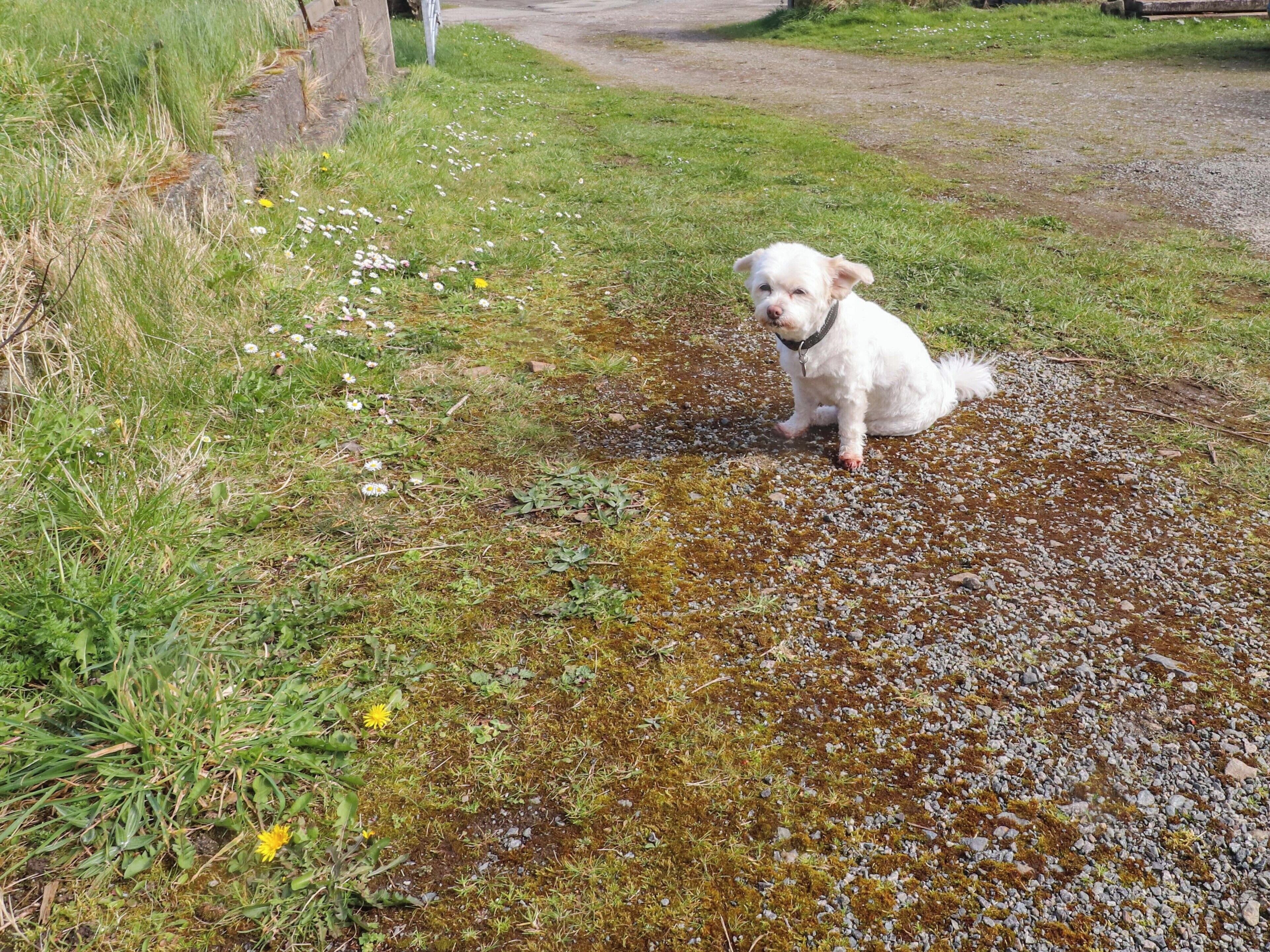 A dog sitting on a grassy area with a path in the background.