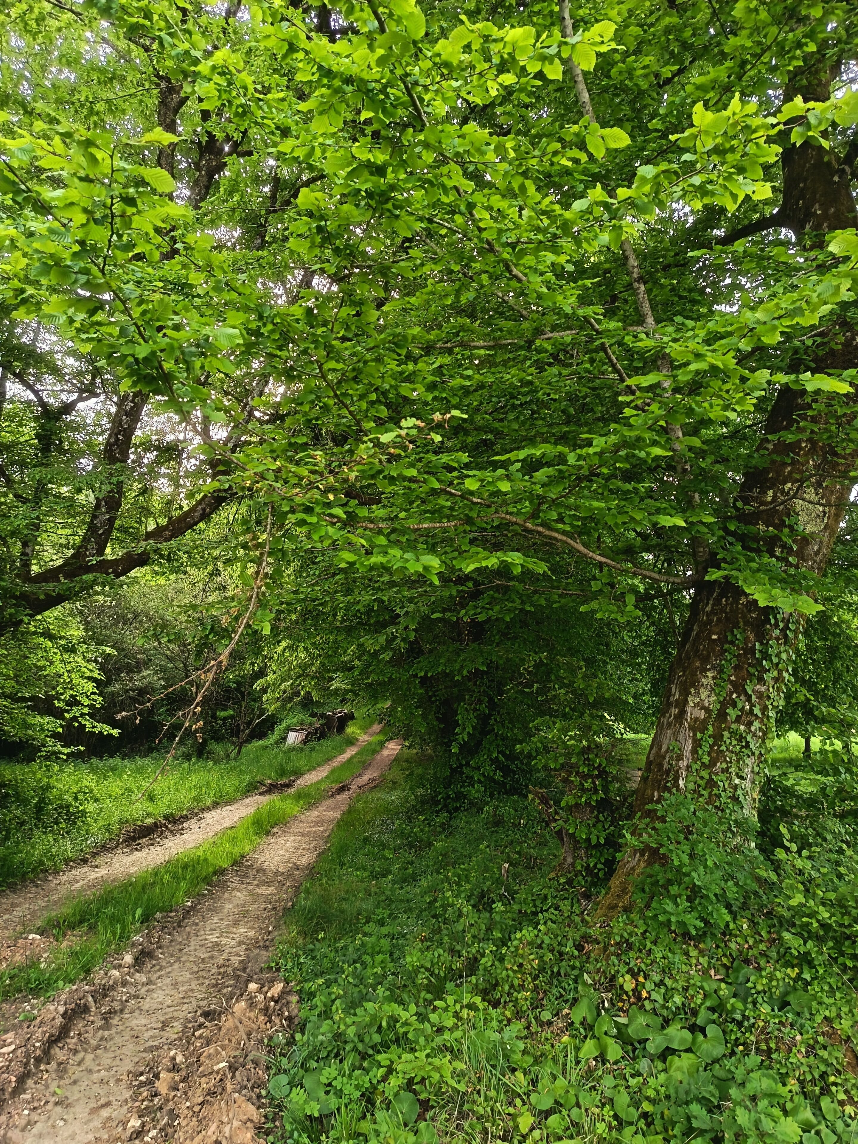 A dirt path surrounded by dense green foliage and trees.