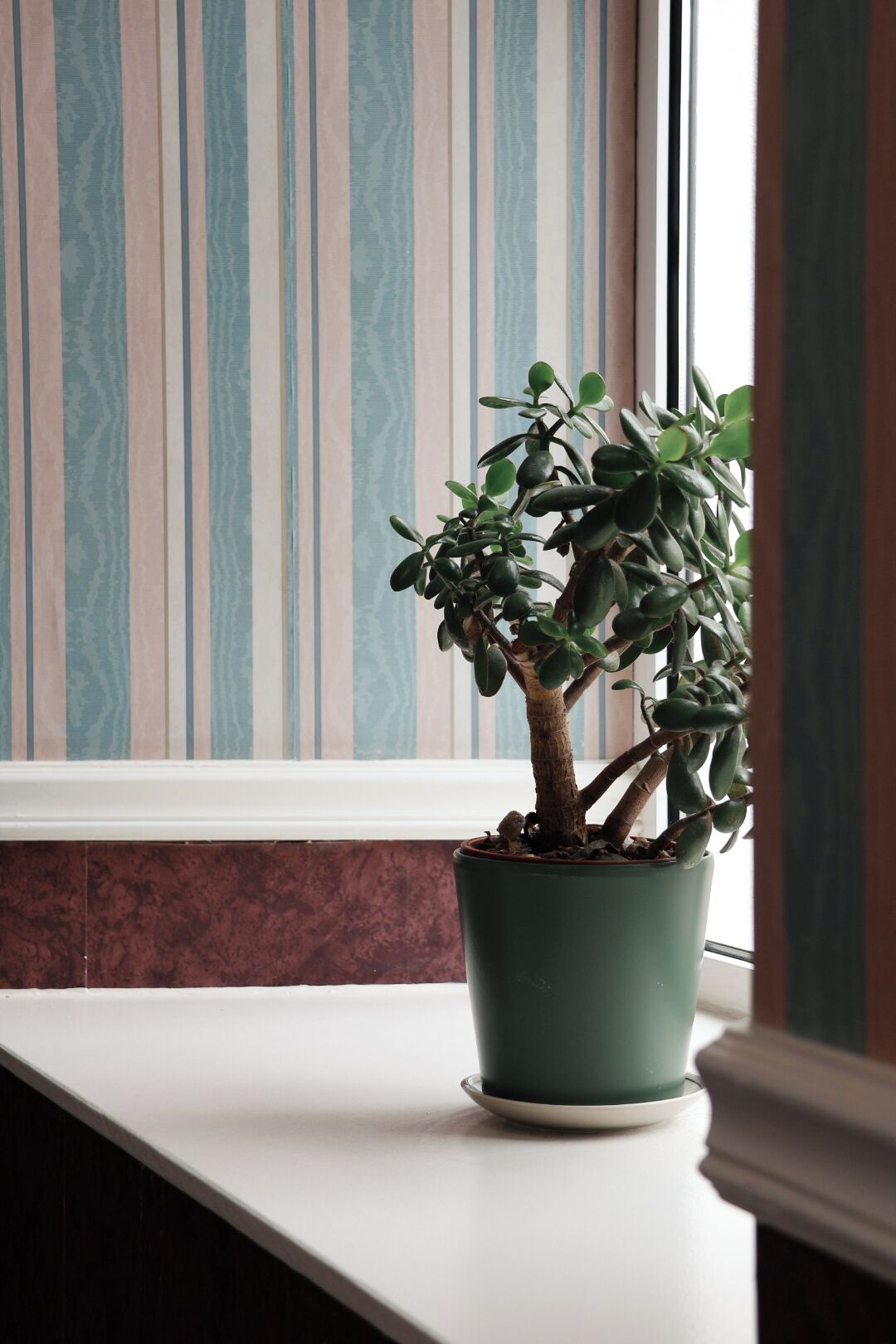 A potted plant on a windowsill with striped wallpaper.