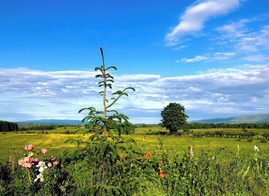 A field with a tree and flowers, a clear sky, and distant hills.