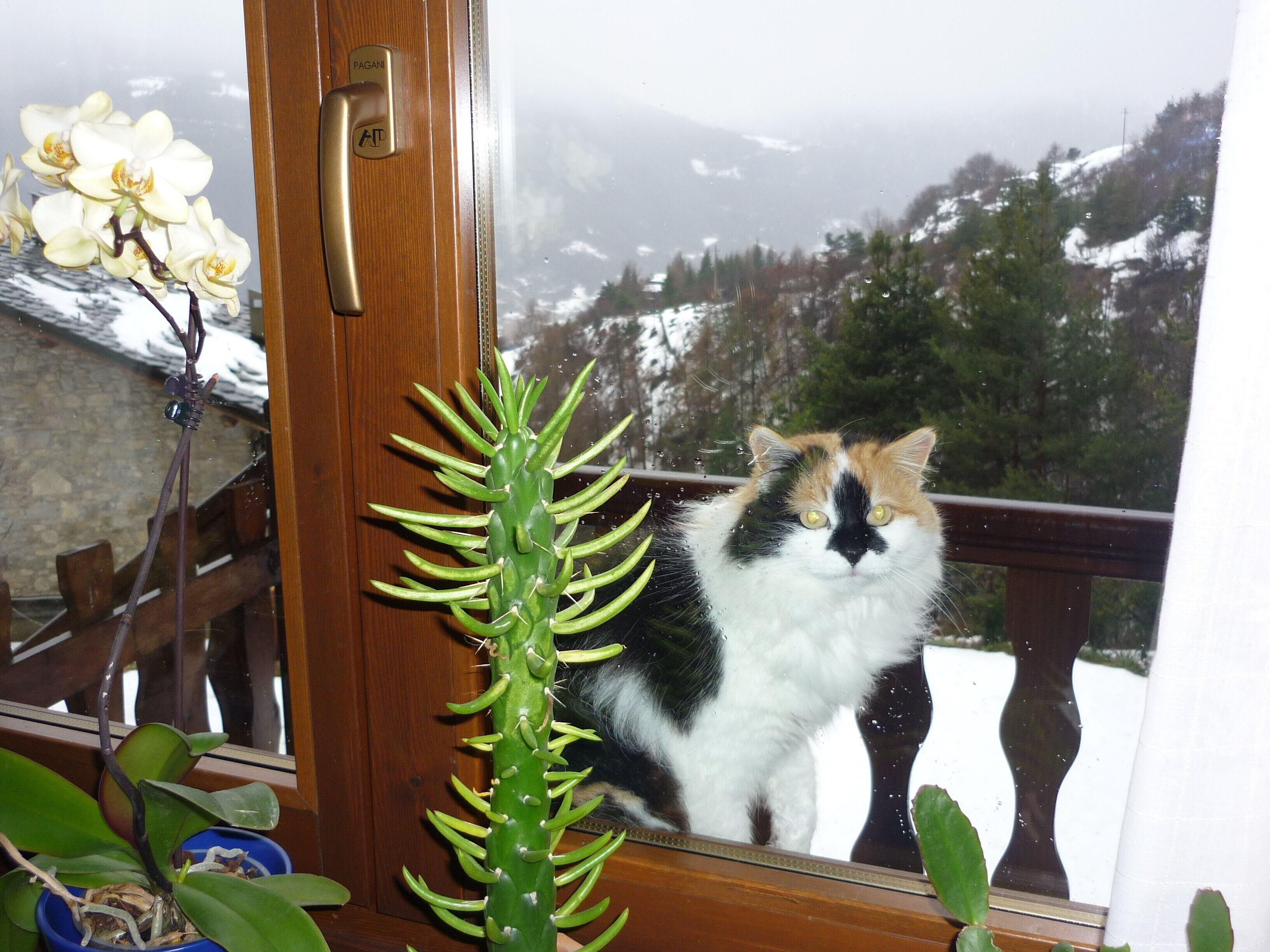 Un chat assis sur la rambarde d’un balcon, une porte en bois et un pot de fleurs.