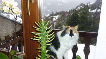 Un chat assis sur la rambarde d’un balcon, une porte en bois et un pot de fleurs.