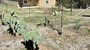A house with a fenced yard, cacti, and a tree. - 3-bedroom house in pleasant Fischer with big secluded backyard (Fischer)