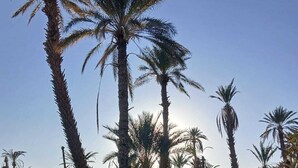 A grassy field with tall palm trees. - Kasbah berbère Ouriz (Tansifte)