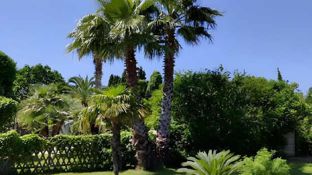 Un jardín con palmeras, seto y valla de madera.
