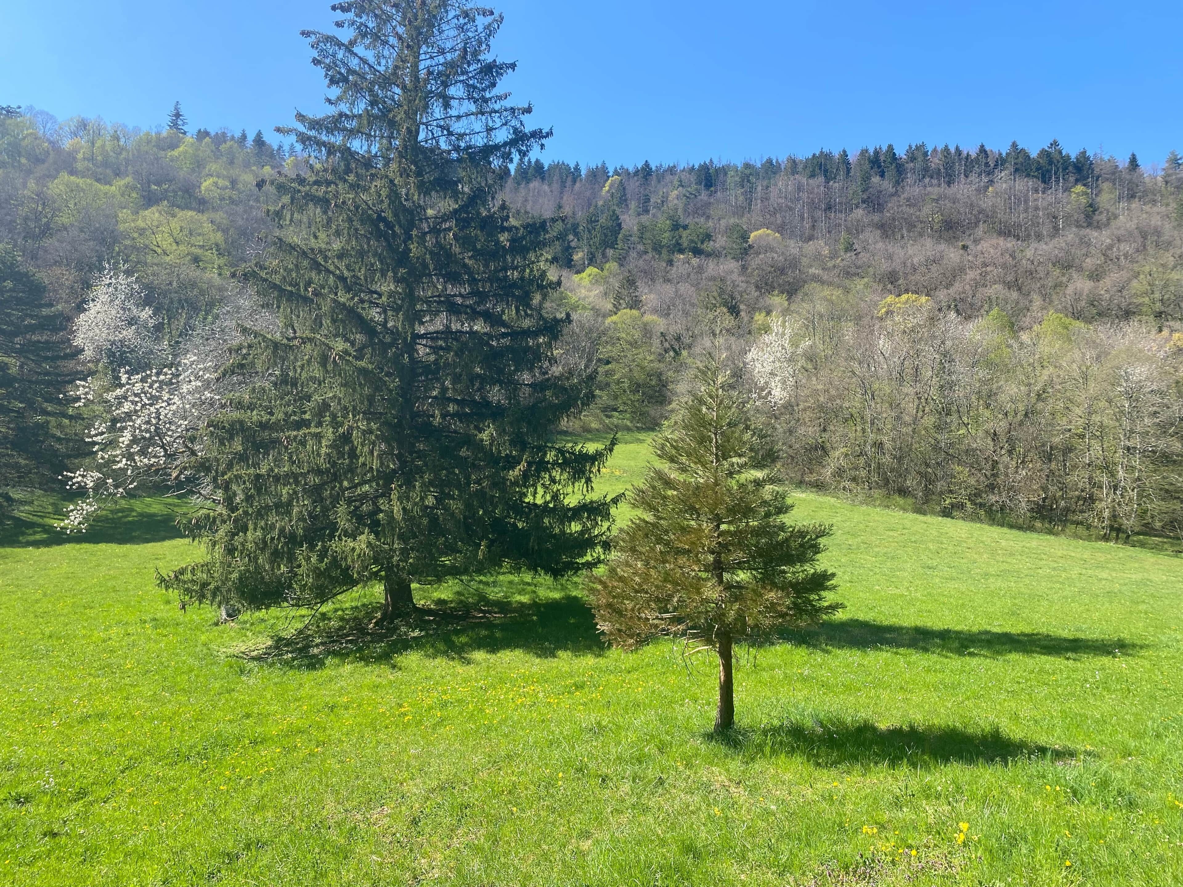 Un champ herbeux avec des arbres et une forêt en arrière-plan.