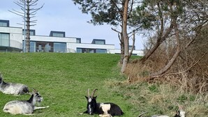 Eine Wiese mit mehreren liegenden Ziegen.