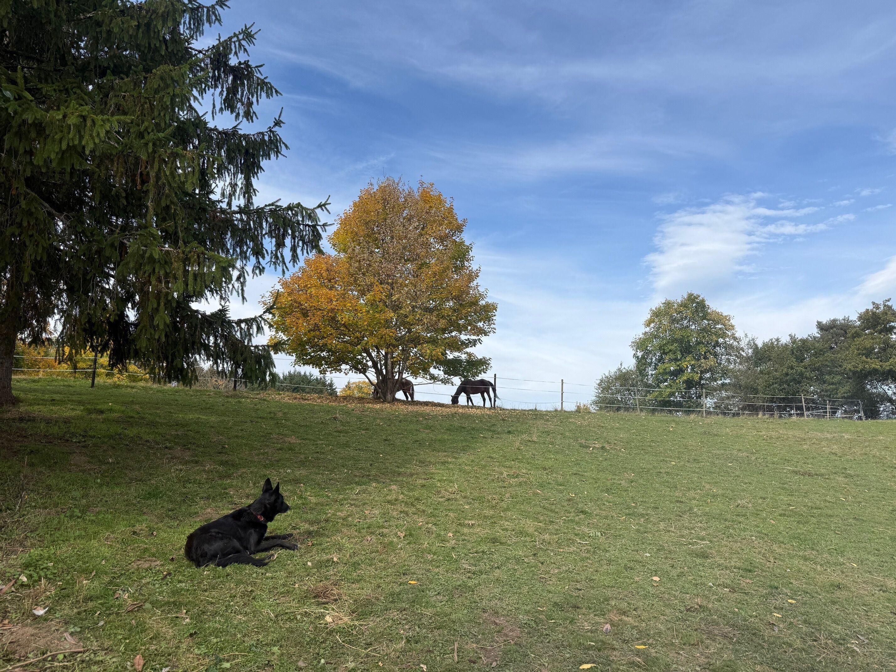 Un champ verdoyant où un chien est allongé, avec des arbres et un ciel dégagé.