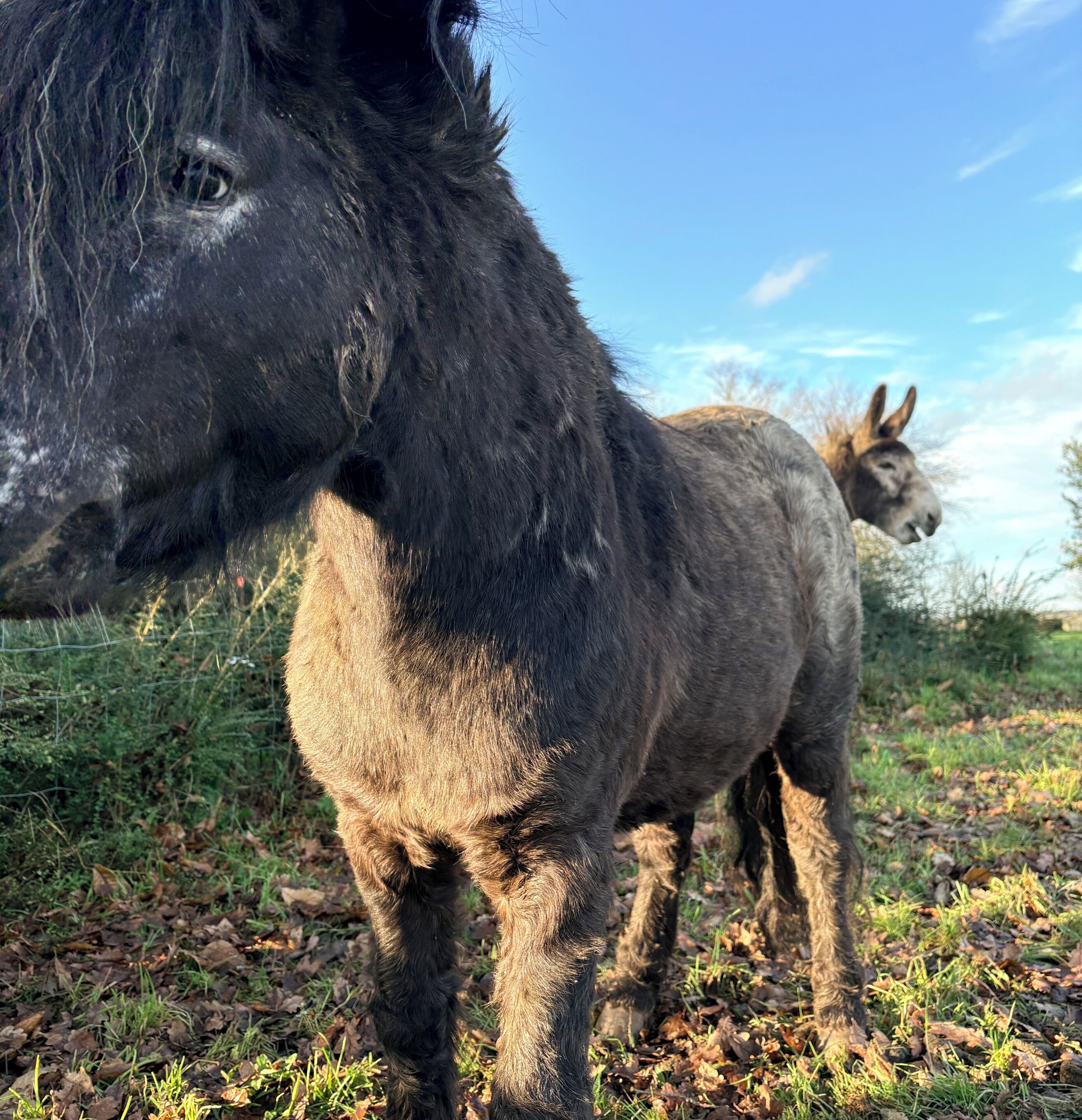 A close-up of a donkey's head and body in a natural setting with another donkey in the background.