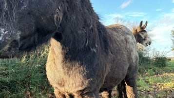 A close-up of a donkey's head and body in a natural setting with another donkey in the background.