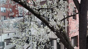Un árbol con flores blancas frente a un edificio de fachada de ladrillo y una escalera.