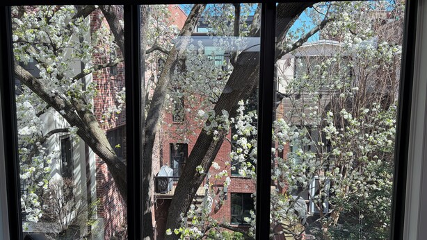 Una ventana con vista a un edificio de ladrillo y árboles con flores blancas.