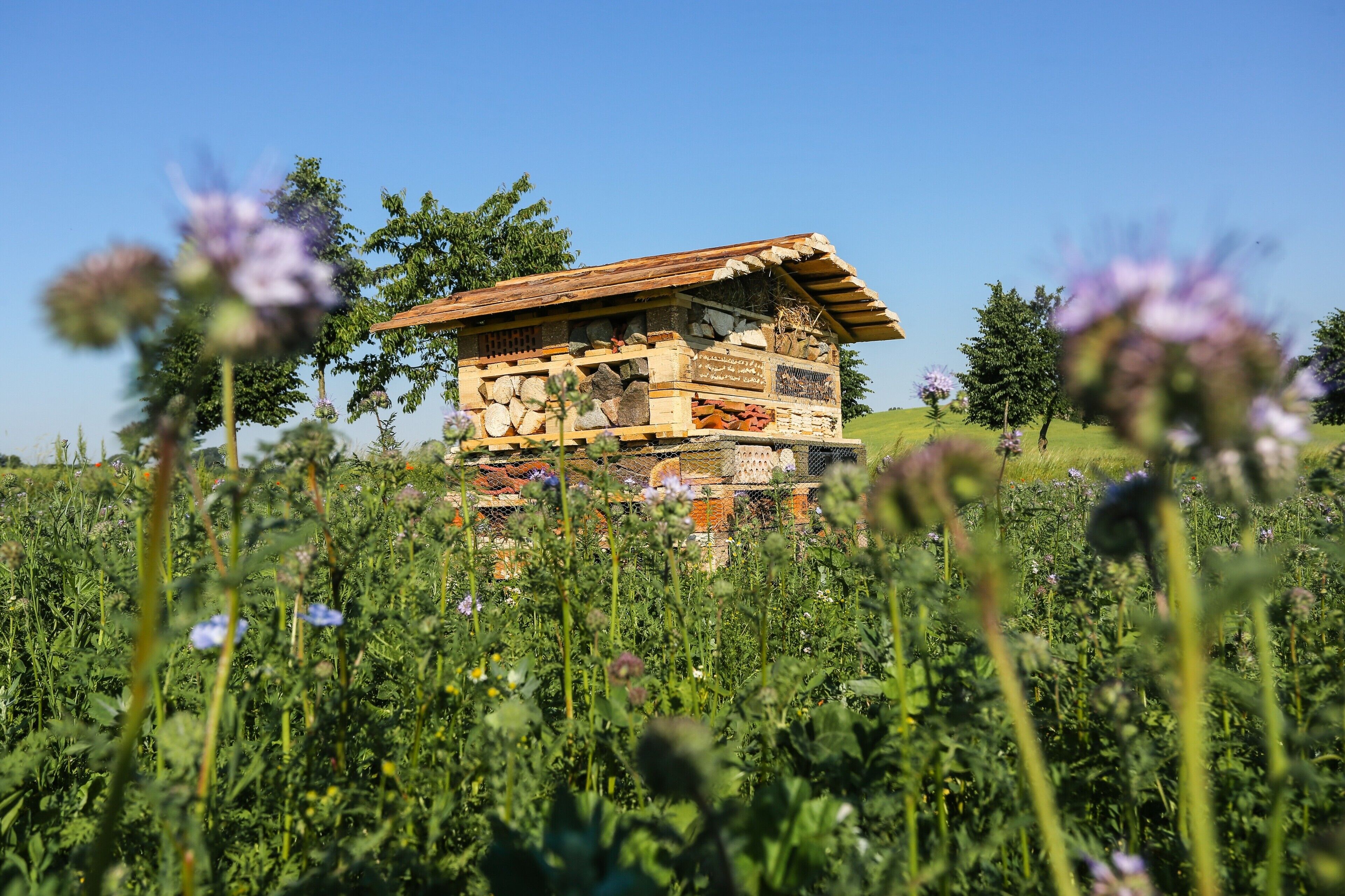 A rustic wooden cabin in a field with a clear sky.