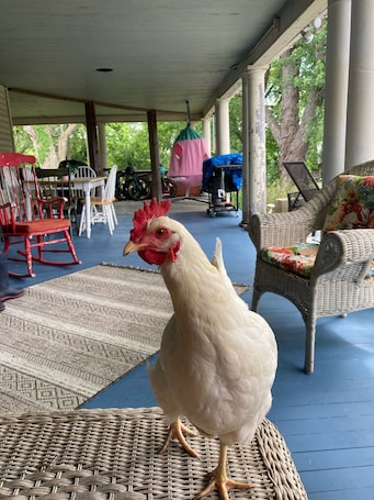 Terrace/patio. Vintage camper on small farm