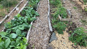 Un jardín con canteros elevados, tablones de madera y acolchado.