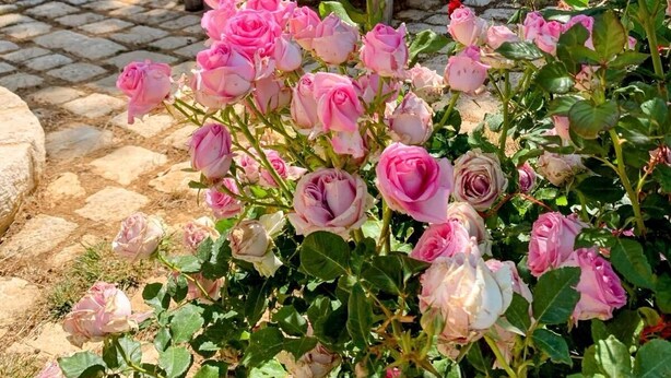 Un arco de piedra, un espacio de descanso con una mesa, y rosas rosadas en un jardín.